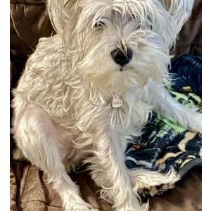 Lost 1 Sophie (California)