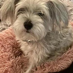 2nd Image of Sophie, Lost Dog