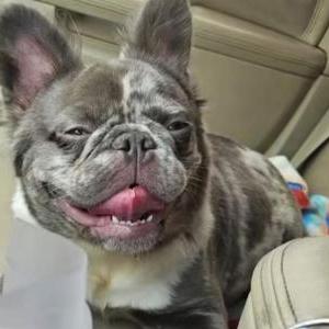 Image of Cookie, Lost Dog