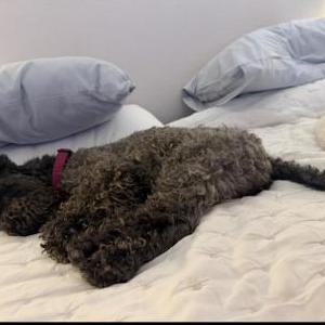 Image of Seersha, Lost Dog