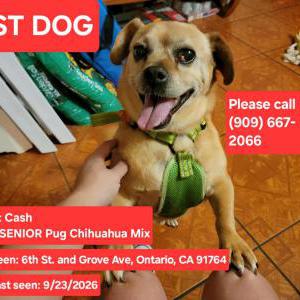 Image of Cash, Lost Dog