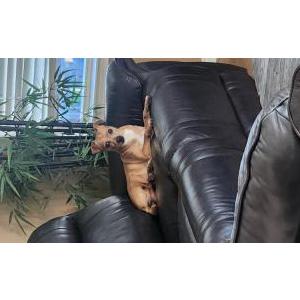 Image of Canelo, Lost Dog