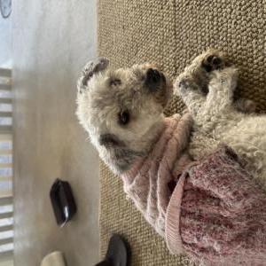 Image of Unknown, Found Dog