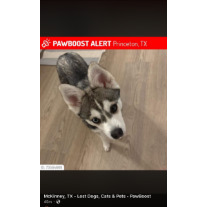 Lost 1 Kodi (Texas)