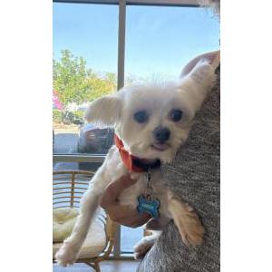 Image of Carter Clark, Lost Dog