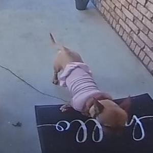 2nd Image of Mia, Lost Dog