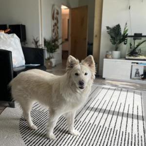 Image of Winni, Lost Dog