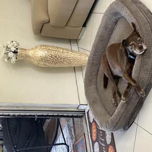 Image of Zeus, Lost Dog