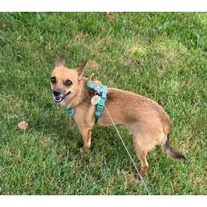 Image of Reese, Lost Dog