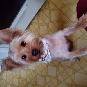 Lost 1 Logan (Michigan)