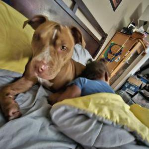 Image of Bella, Lost Dog