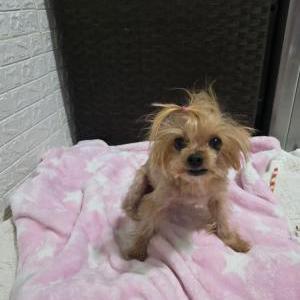 Lost 1 Minnie (CA)