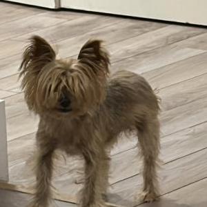 2nd Image of Minnie, Lost Dog