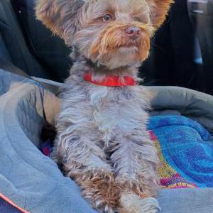 Lost 1 Miel (also name Rip) (New York)