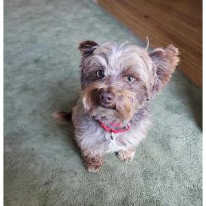 2nd Image of Miel (also name Rip), Lost Dog